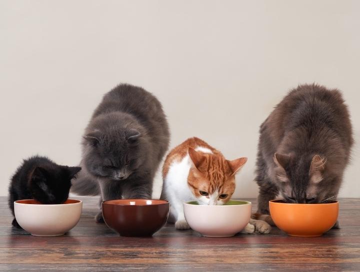 Things Your Cat Wants You To Know: Feeding #3