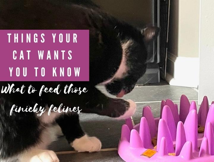 Things Your Cat Wants You To Know: Feeding #2