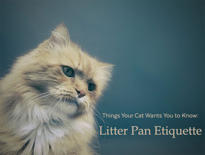 Things Your Cat Wants You to Know: Litter Pan Etiquette